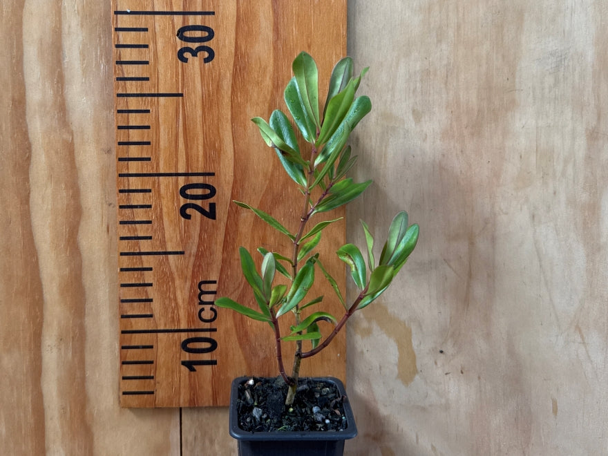 5x Hebe Wiri Gem - $3.99