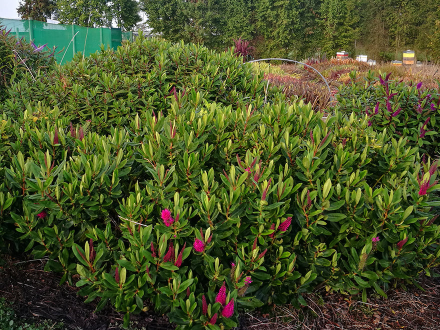 5x Hebe Wiri Gem - $5.99