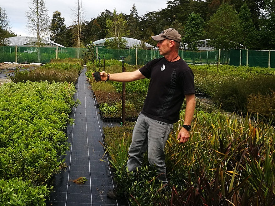 25x Hebe Wiri Gem - $4.99