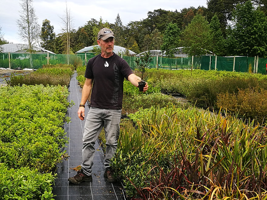 5x Hebe Wiri Gem - $5.99