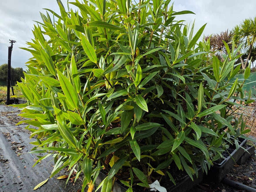 10x Hebe Wiri Grace- $1.99 each