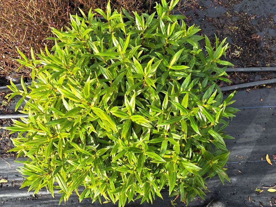 10x Hebe Wiri Grace- $1.99 each