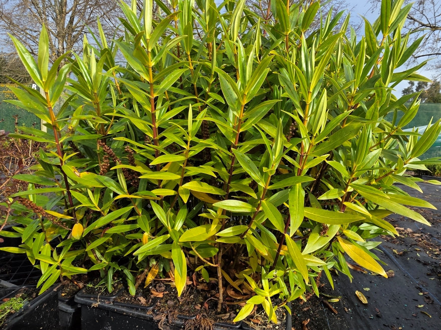 10x Hebe Wiri Grace- $1.99 each