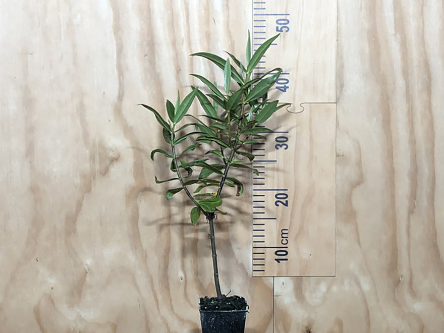 100x Hebe Wiri Grace - $3.99 each