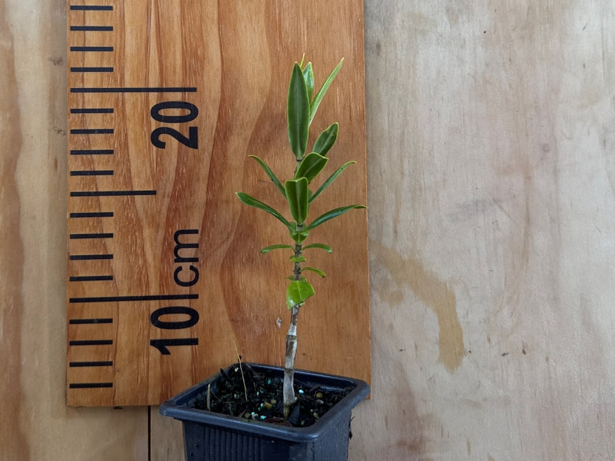 100x Hebe Wiri Grace - $3.99 each