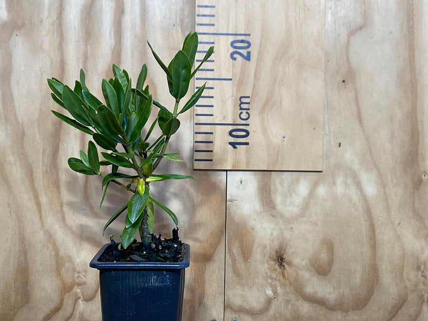 100x Clearance Native Combo - $1.99c each - Super Cheap