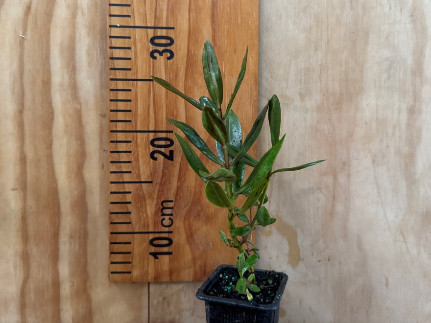 5x Hebe Wiri Jewel - $5.99 each