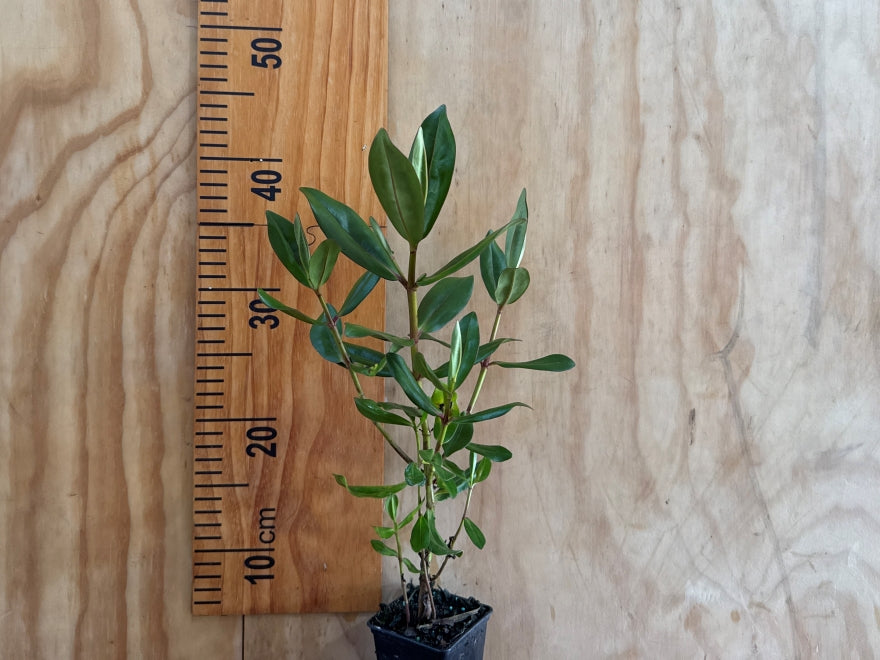 5x Hebe Wiri Jewel - $5.99 each