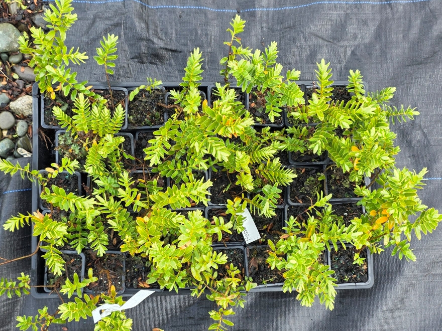 10x Hebe Wiri mist - 99c each