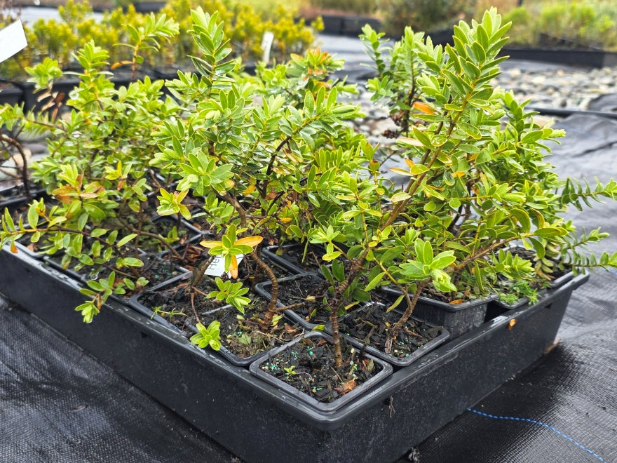 10x Hebe Wiri mist - 99c each