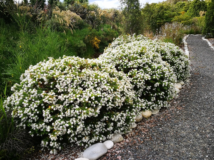Hebe Wiri Mist