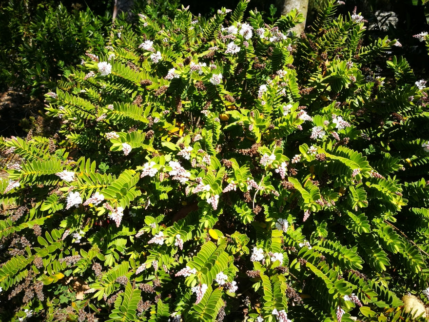 Hebe Wiri Mist