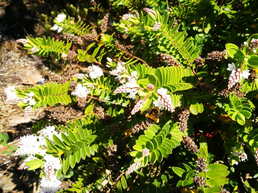 100x Hebe Wiri Mist - $3.99 each