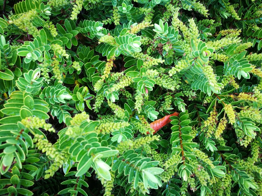 Hebe Wiri Mist