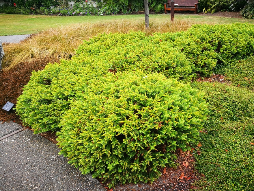 100x Hebe Wiri Mist - $3.99 each