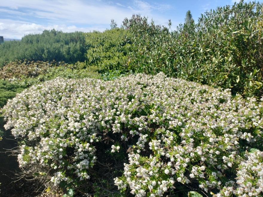 100x Hebe Wiri Mist - $3.99 each