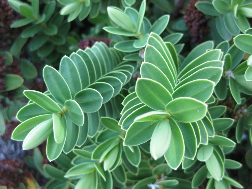 25x Hebe Wiri Mist - $4.99 each
