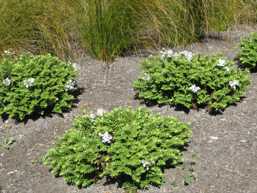 100x Hebe Wiri Mist - $3.99 each