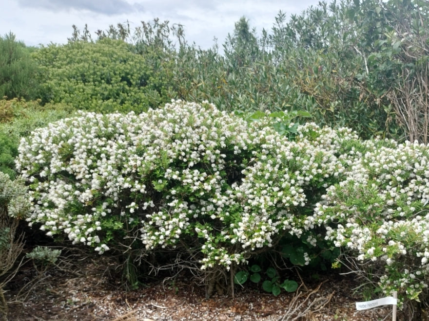 100x Hebe Wiri Mist - $3.99 each