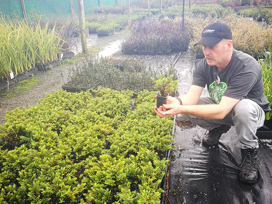 25x Super Flowering Combo  - $4.99 each