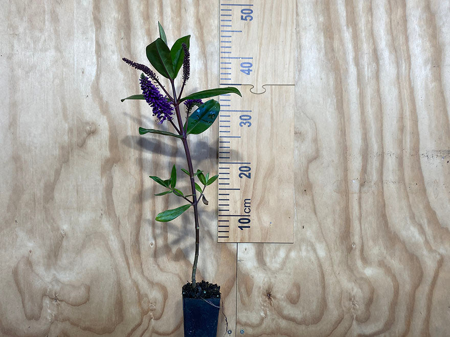 5x Hebe Wiri Prince - $2.99 each