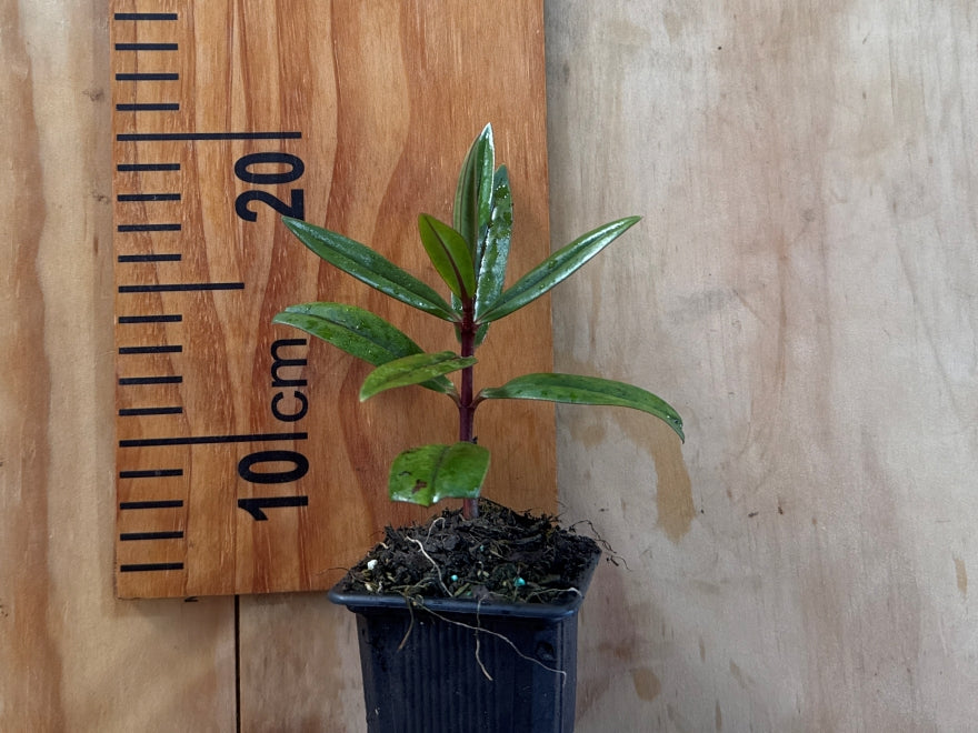 5x Hebe Wiri Prince - $5.99 each