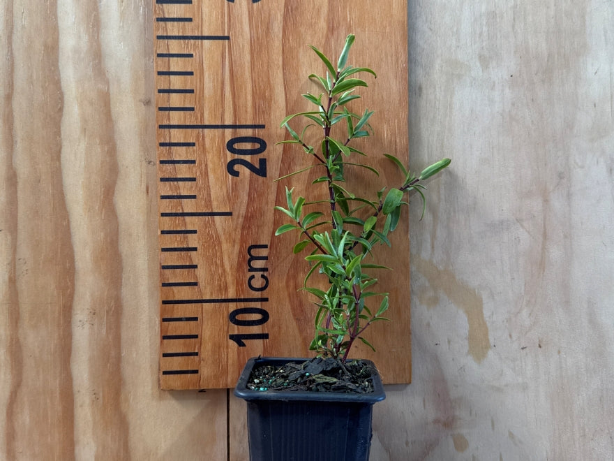 100x Hebe Wiri Splash - $1.99 each