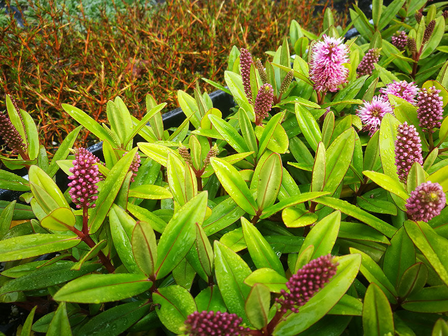 25x Hebe Wiri Vogue - $1.99 each
