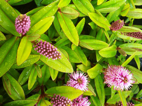 100x Super Flowering Combo - $3.99 each