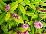 25x Super Flowering Combo  - $4.99 each