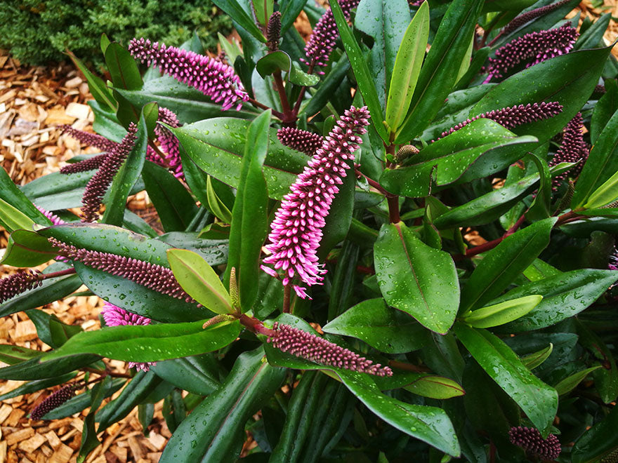 25x Hebe Wiri Vogue - $1.99 each