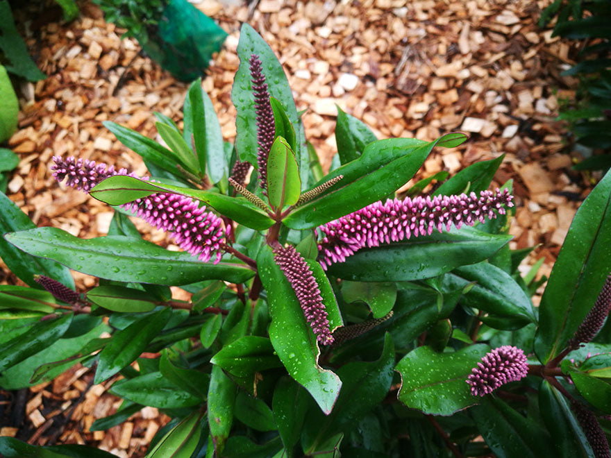 25x Hebe Combo - Favourites - $4.99 each