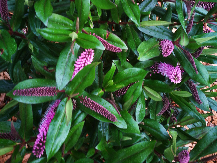 100x Hebe Wiri Vogue - $1.99 each