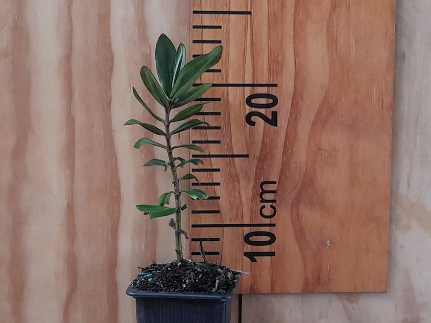 25x Hebe Wiri Vogue - $1.99 each