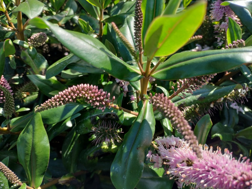 5x Hebe Wiri Vogue - $5.99 each