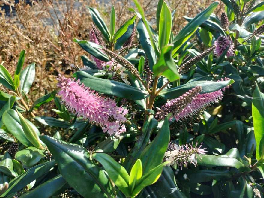 5x Hebe Wiri Vogue - $5.99 each