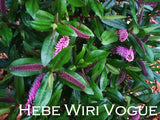 50x Super Flowering Combo  - $4.99 each