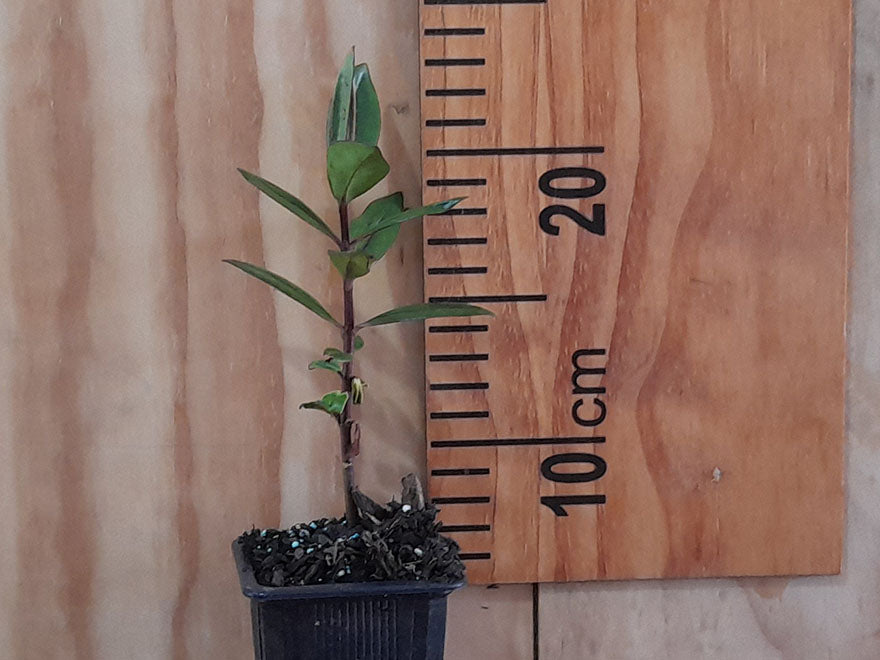 100x Hebe Wiri Prince - $3.99 each