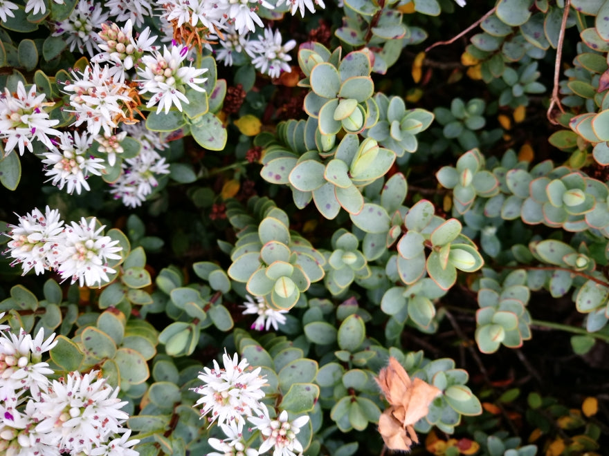 5x Hebe Youngii - $2.99 each