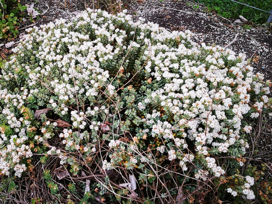 25x Hebe Youngii - $2.99 each