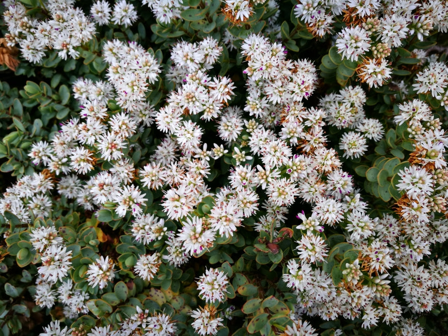 5x Hebe Youngii - $2.99 each