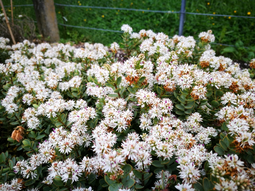 5x Hebe Youngii - $2.99 each