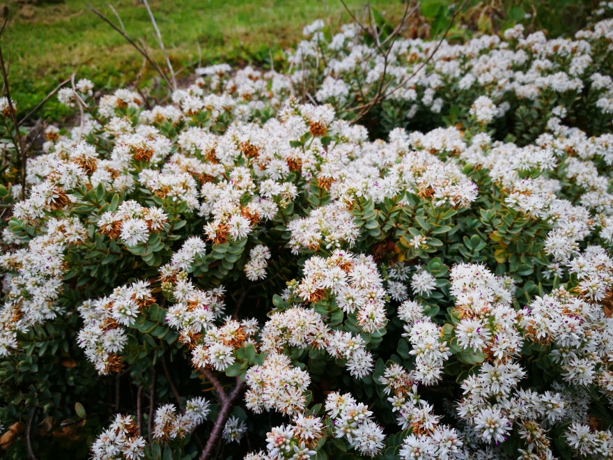 100x Hebe Youngii - $1.99 each