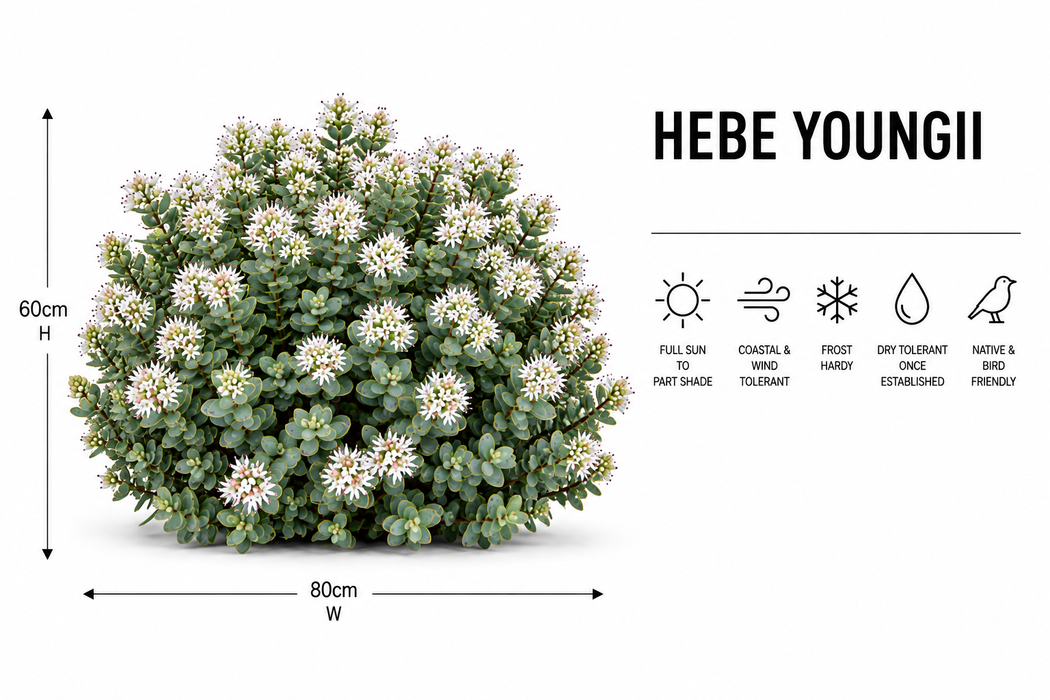 100x Hebe Youngii - $1.99 each