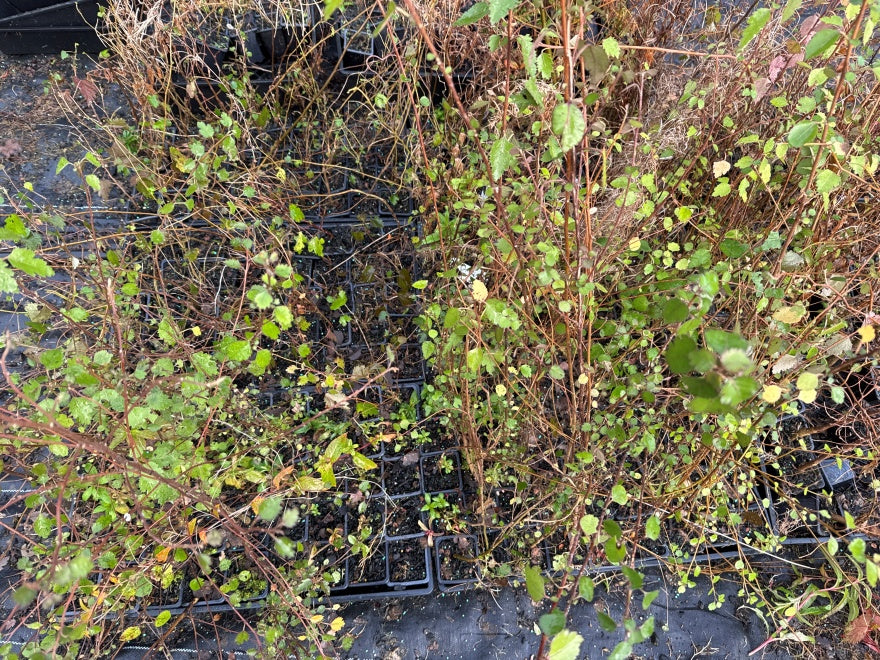 10x Lacebark - $1.99 each