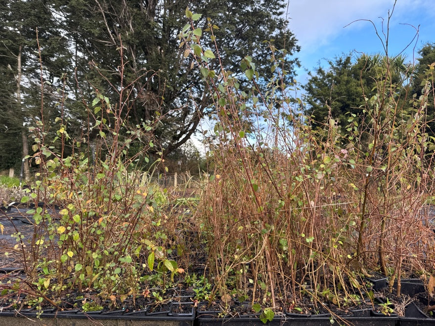 10x Lacebark - $1.99 each