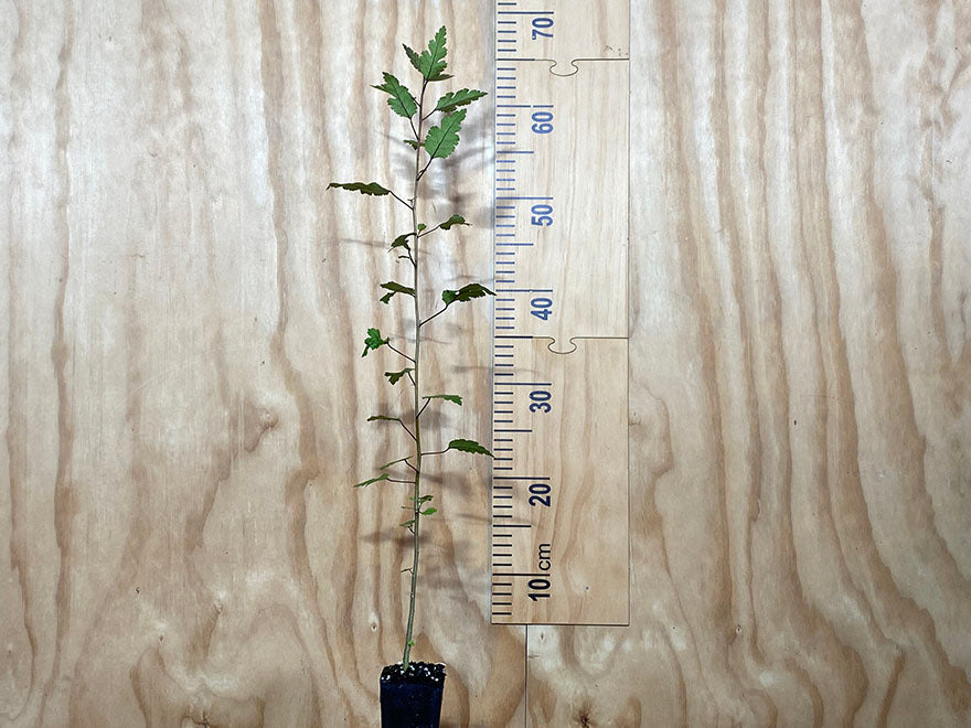 5x Lacebark - $5.99 each