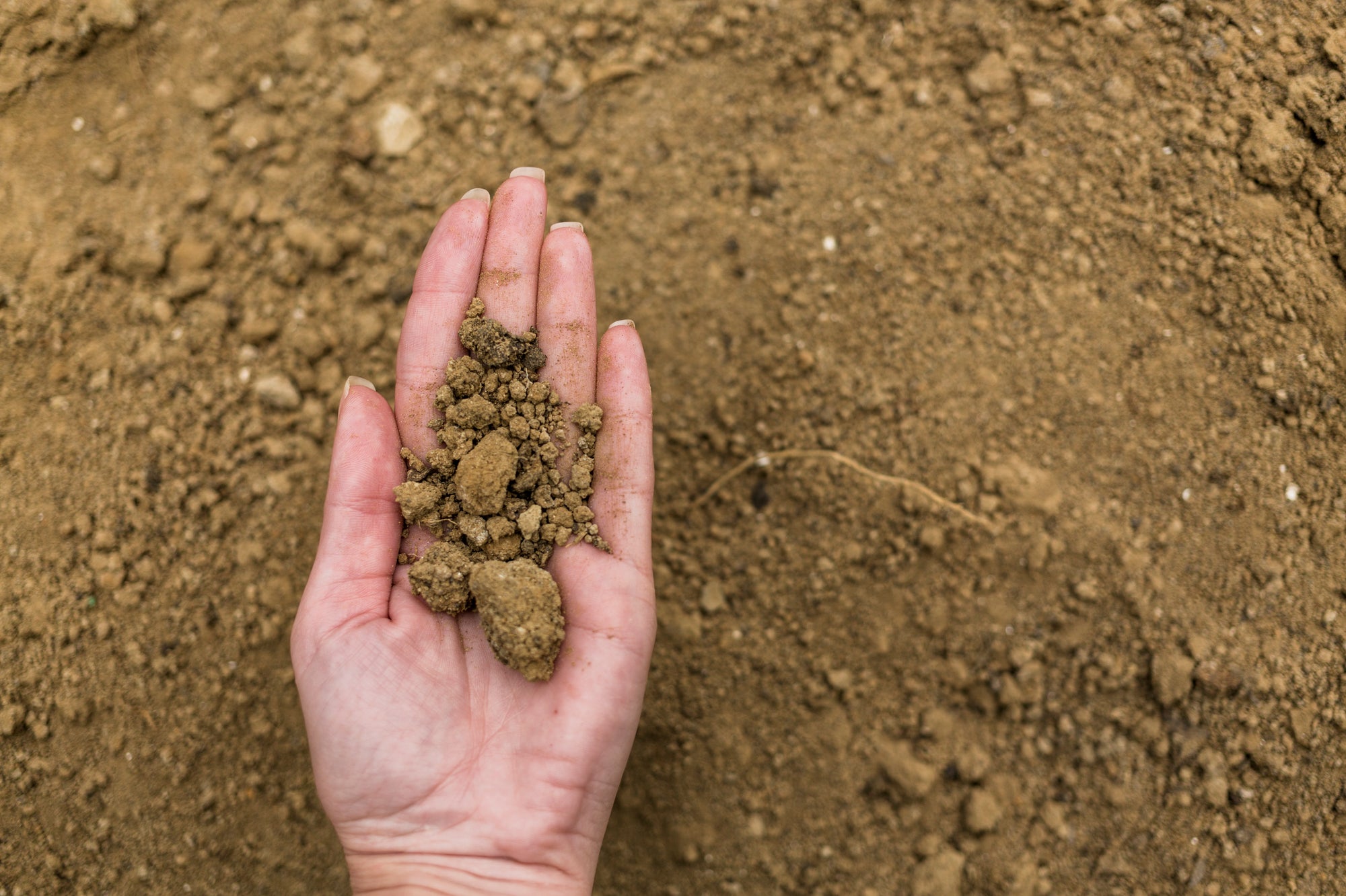 NZ Native Plants for Clay Soil — A Complete Guide — Greenmachine