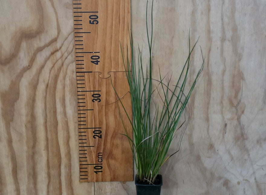 10x Juncus Edgariae - $1.99 each