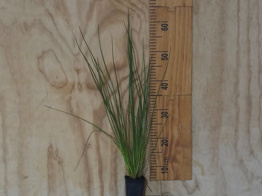 Juncus Edagrae